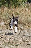 BULL TERRIER 073
